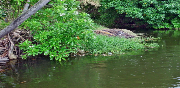 vvayi Backwater at Payyanur