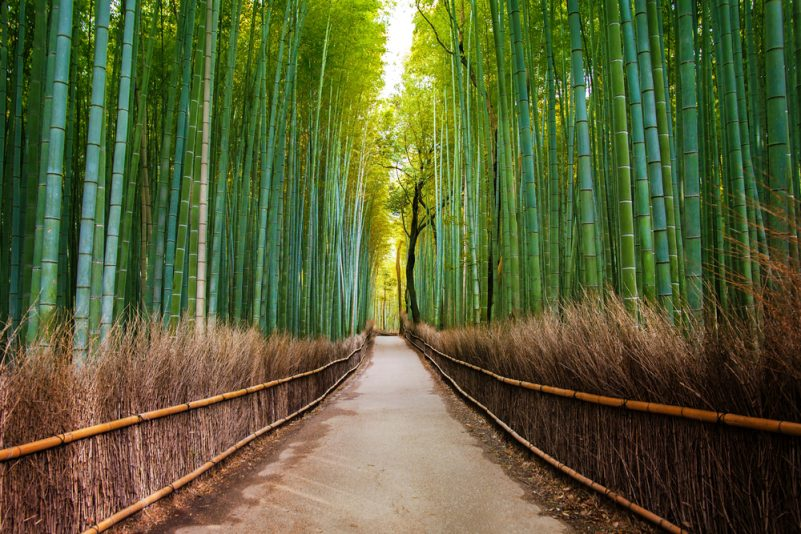 Bamboo Forest