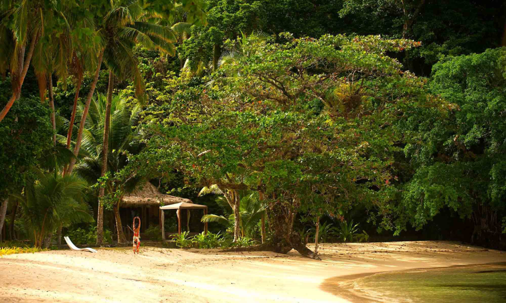 Tree at Fiji's Taveuni Island