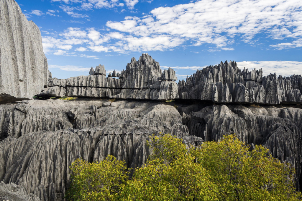 Madagascar's Forest of Knives