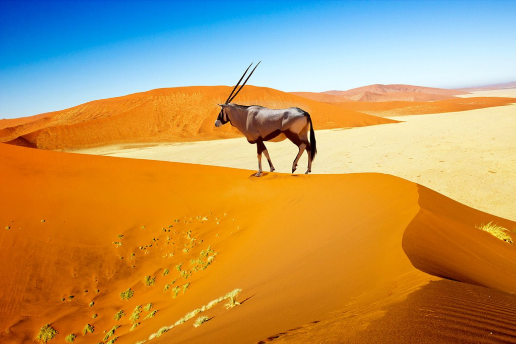 Sossusvlei Desert