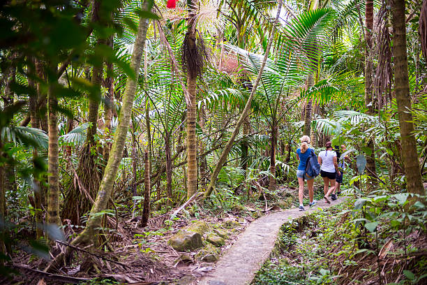 peoples visiting forest