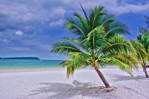 coconut tree at Koh Rong Samloem beach