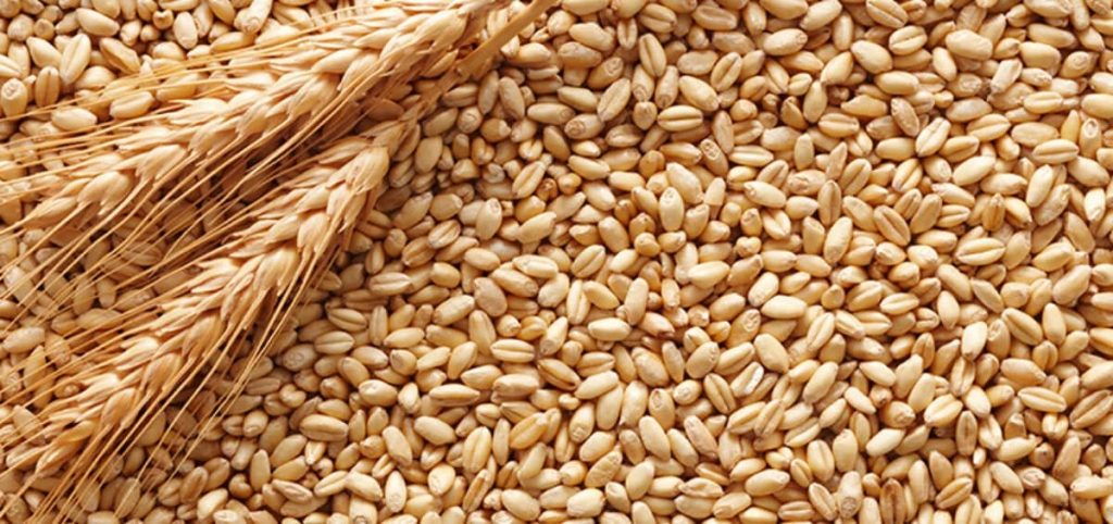 value from wheat Arabinoxylans