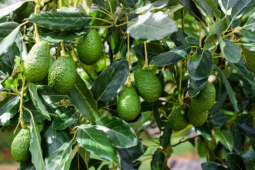 Avocados plant with fruits hanging
