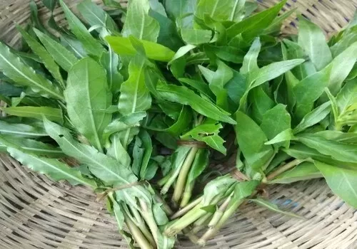 bunches of chirata leaves