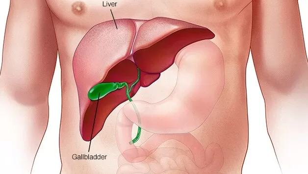 Liver in good condition