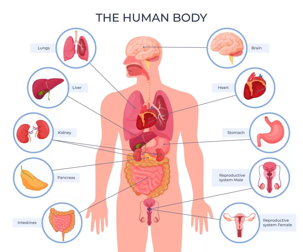 Organs of Human Body