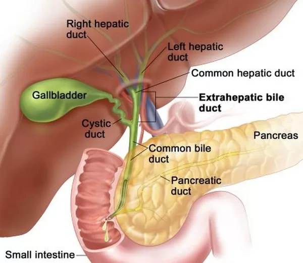Position of gallbladder