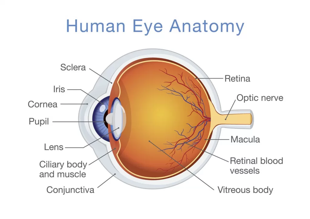 Human Eye Anatomy for Macular degeneration