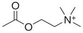 Information Processor Neurotransmitter:Acetylcholine 
