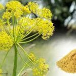 Ferula Asafoetida (Hing) The King Of Spice and The Traditional Indian Medicine