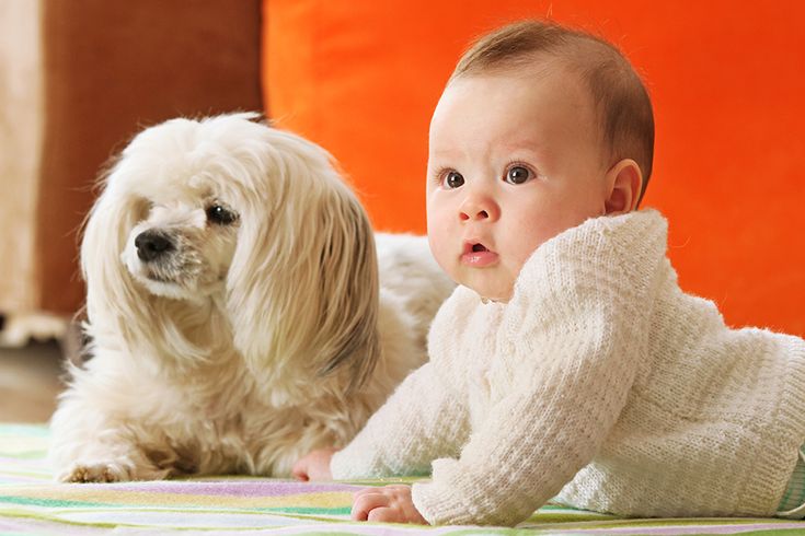 good growth when dog is with infant