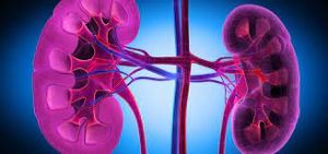 Kidney failure facts and treatment