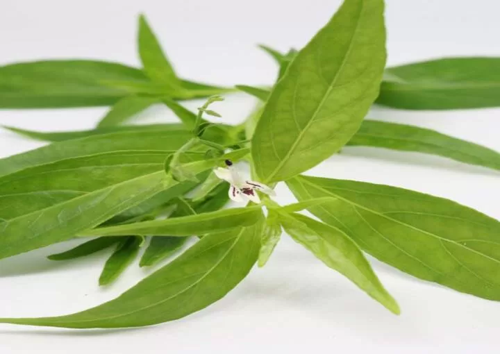 Chirata Gold leaf herbal benefits
