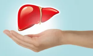 Healthy Human Liver and Care