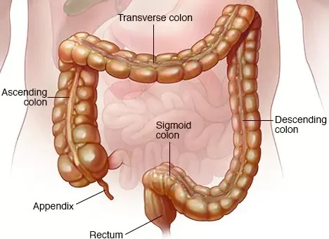 Large intestine illustrated 