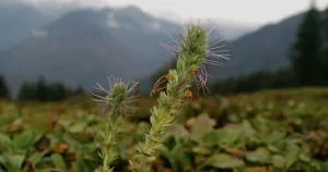 Kuki potential Indian herb