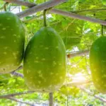 The Secret Health Superpower of Ash Gourd: Unlocking the Benefits of Winter Melon for Optimal Wellness