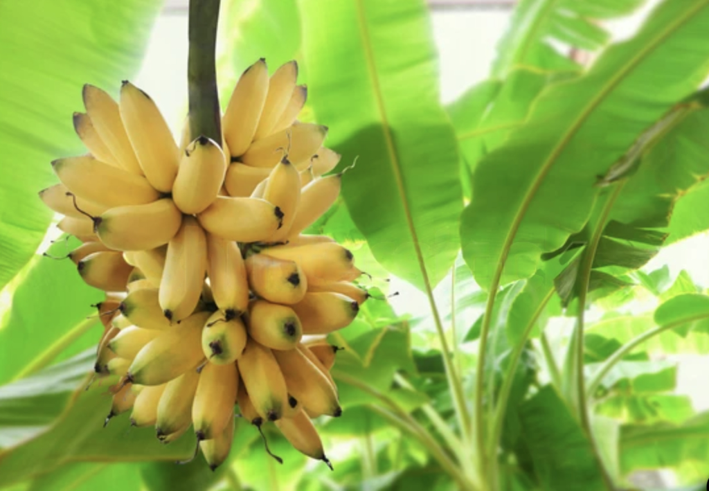 bananas in its tree