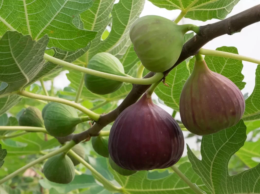 fig hanging in tree