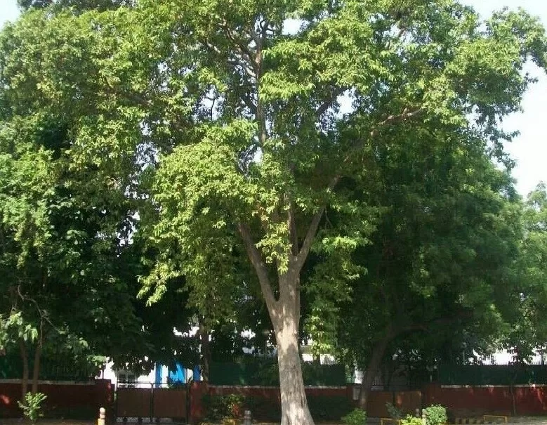 Arjuna full tree