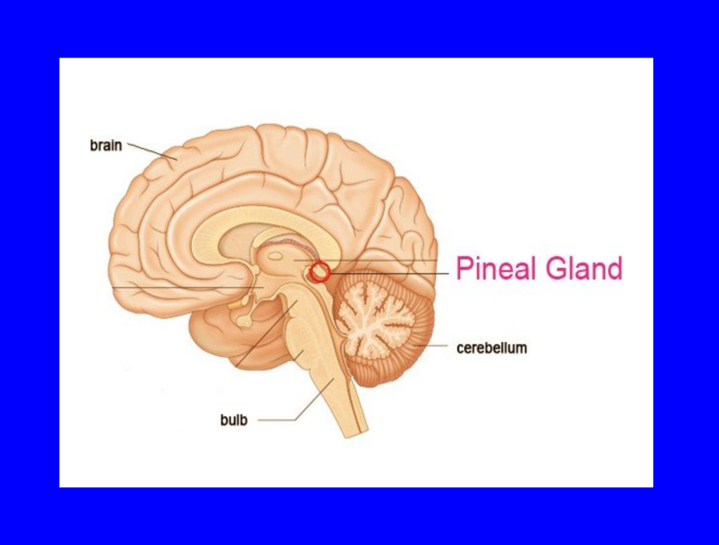 The Pineal gland producing nectar
